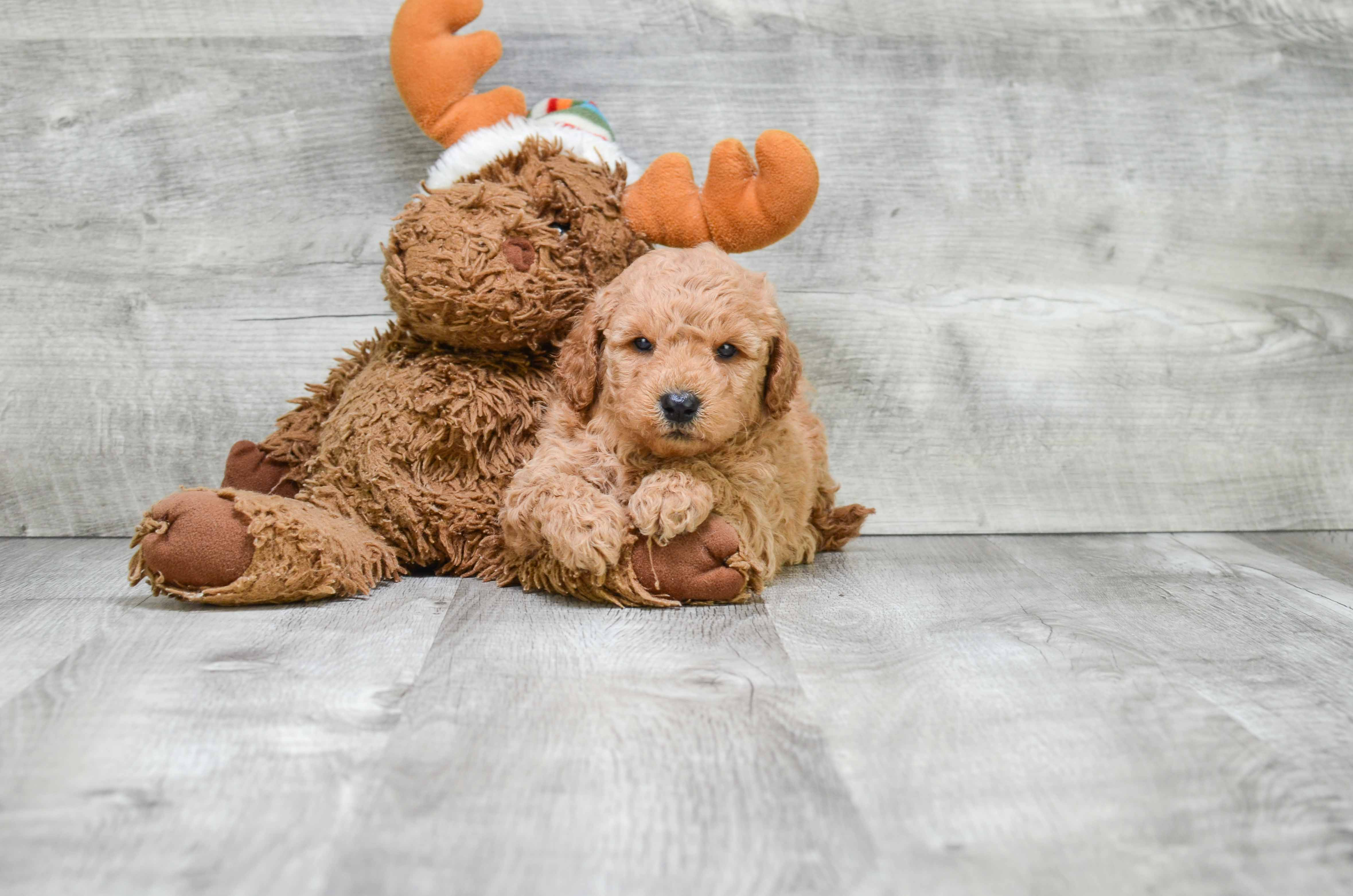 Fluffy Mini Goldendoodle Poodle Mix Pup