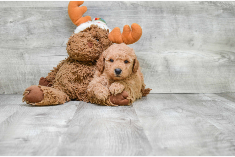 Fluffy Mini Goldendoodle Poodle Mix Pup