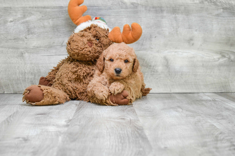 Fluffy Mini Goldendoodle Poodle Mix Pup