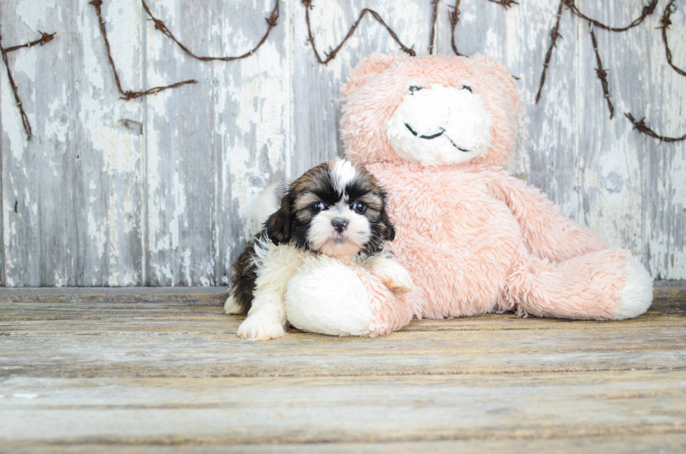 Friendly Teddy Bear Baby