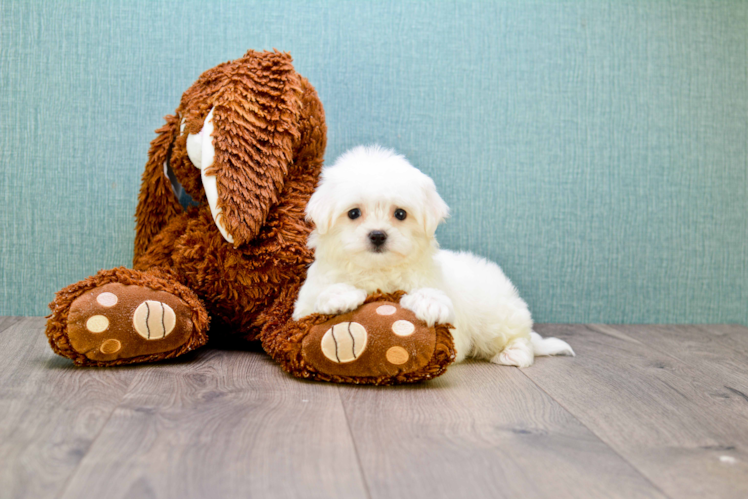 Funny Maltipoo Poodle Mix Pup