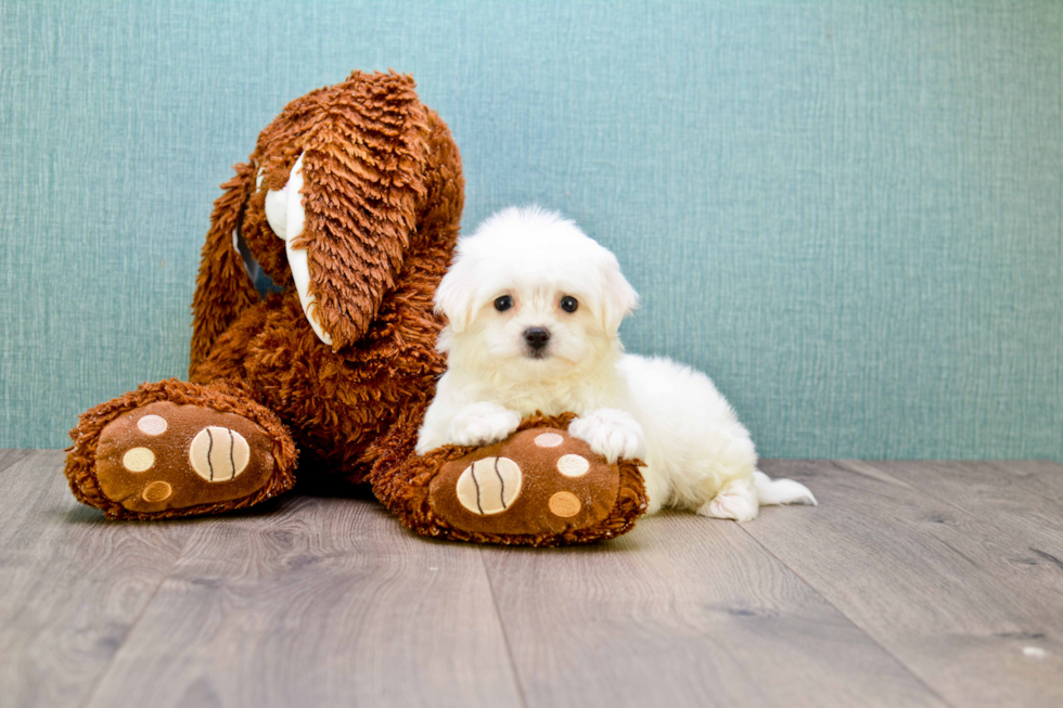 Funny Maltipoo Poodle Mix Pup