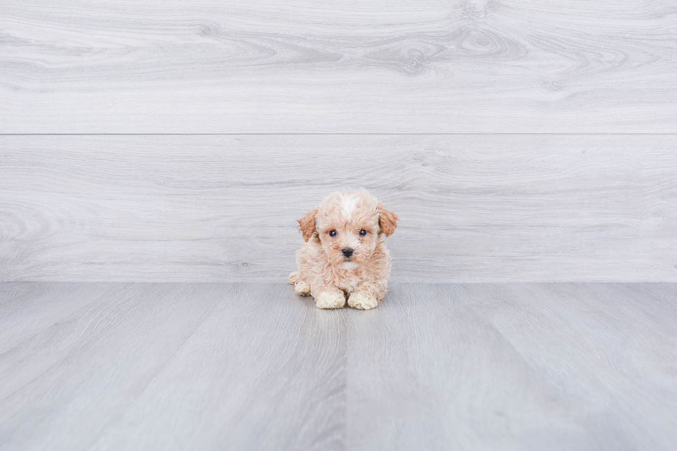 Best Maltipoo Baby