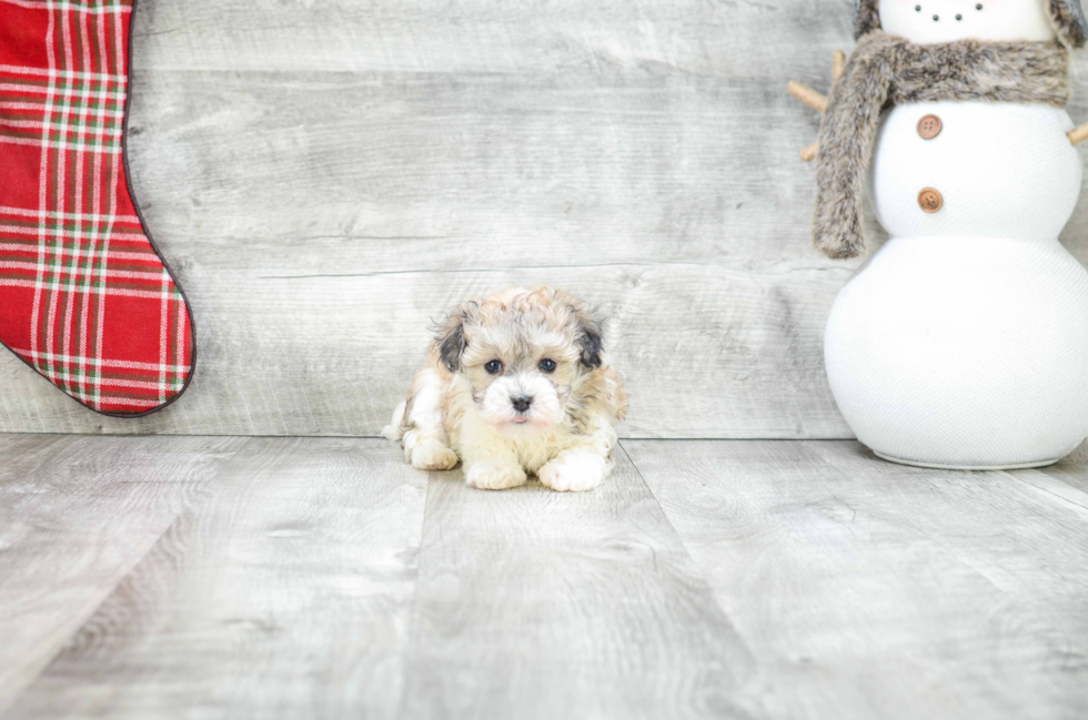 Fluffy Havanese Purebred Puppy