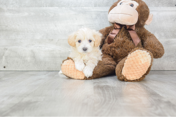 Friendly Maltipoo Baby