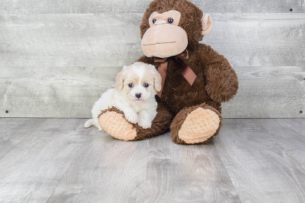 Best Cavachon Baby