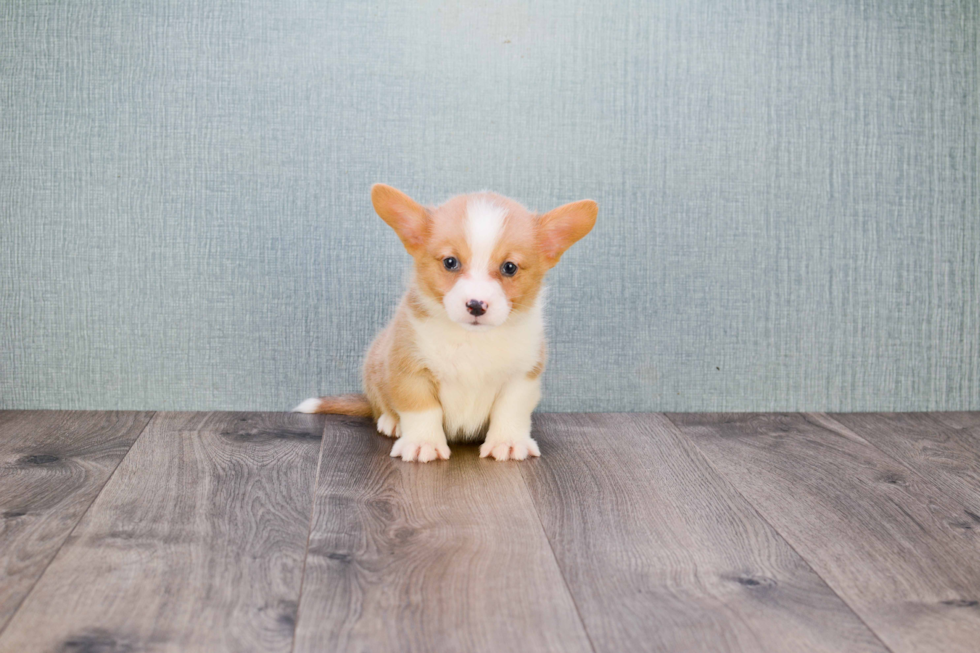 Welsh Corgi Pup Being Cute