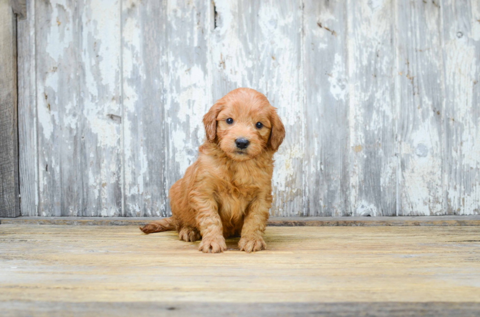 Best Mini Goldendoodle Baby