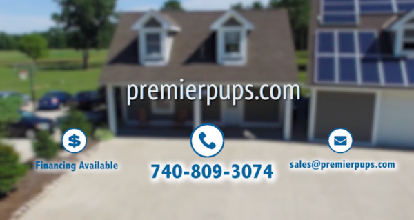 25 Most Asked Questions About Premier Pups Answered