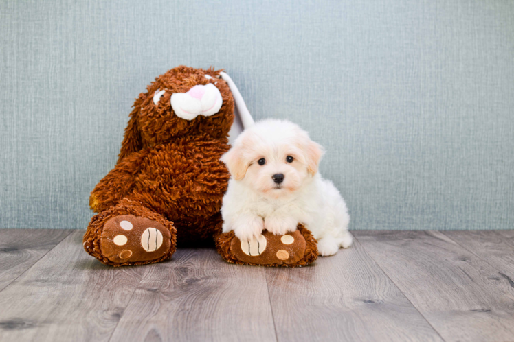 Akc Registered Havanese Purebred Pup