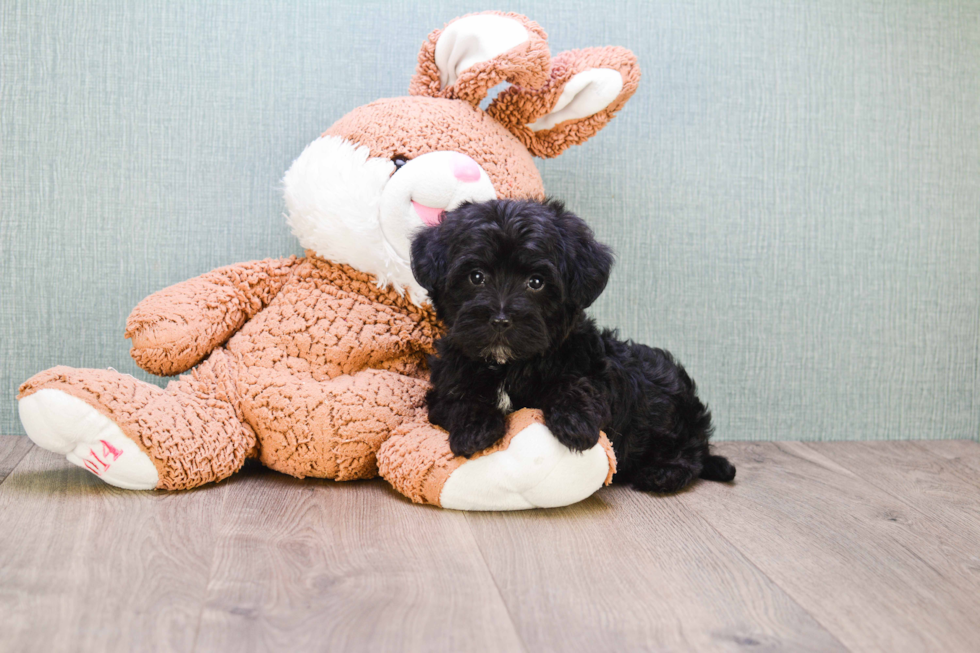 Little Yorkie Doodle Poodle Mix Puppy