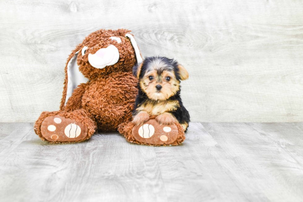 Meet Capone - our Yorkshire Terrier Puppy Photo 