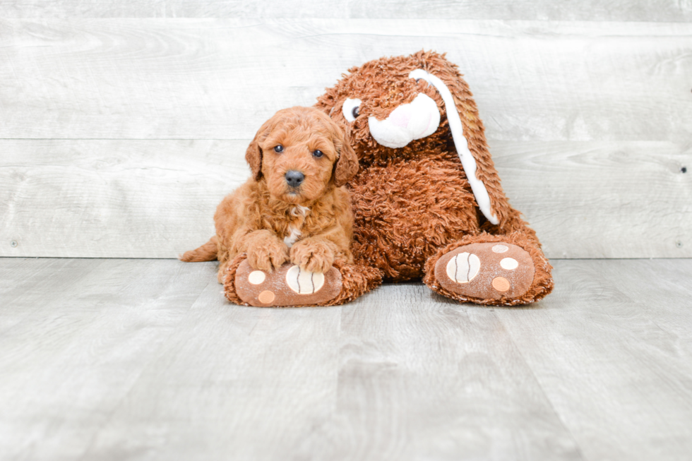 Sweet Mini Goldendoodle Baby