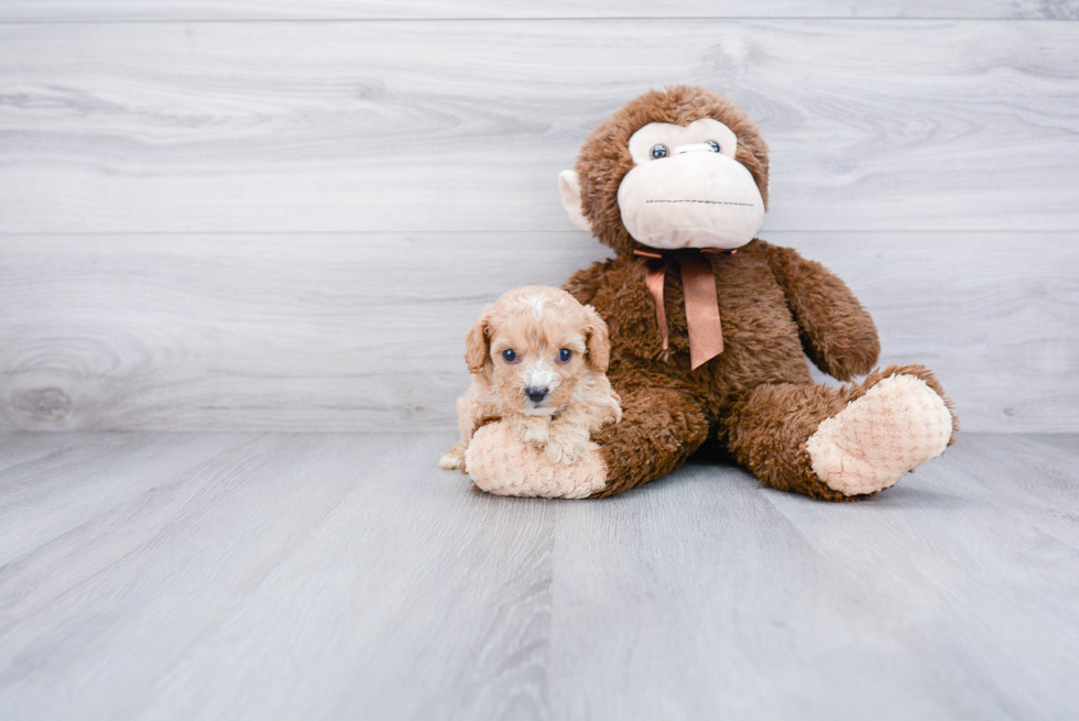 Popular Cavapoo Poodle Mix Pup