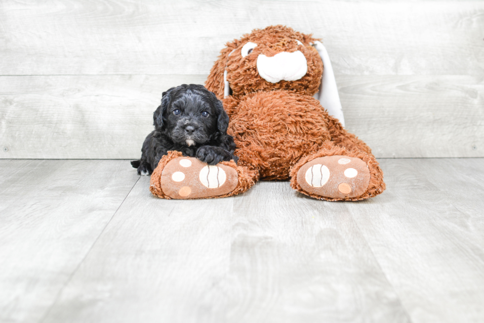 Cute Cavapoo Baby