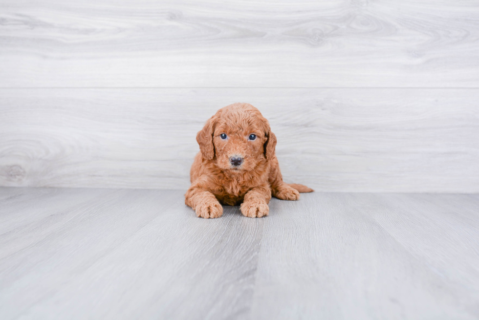 Mini Goldendoodle Pup Being Cute