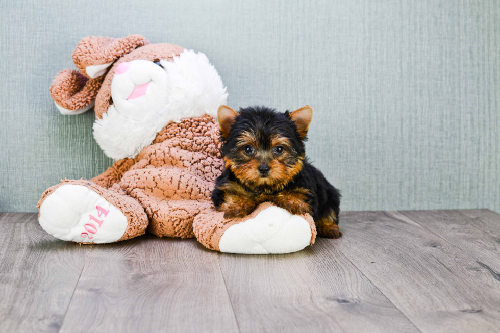 Meet Ronaldo - our Yorkshire Terrier Puppy Photo 