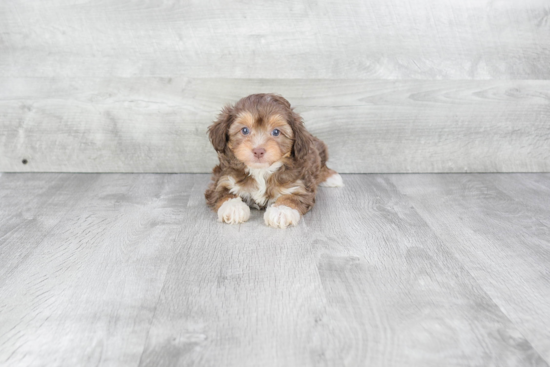 Mini Aussiedoodle Puppy for Adoption