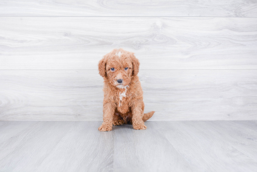 Best Mini Goldendoodle Baby