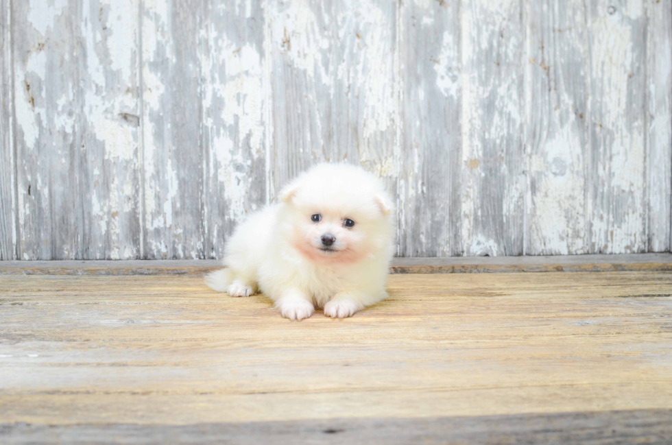 Pomeranian Puppy for Adoption