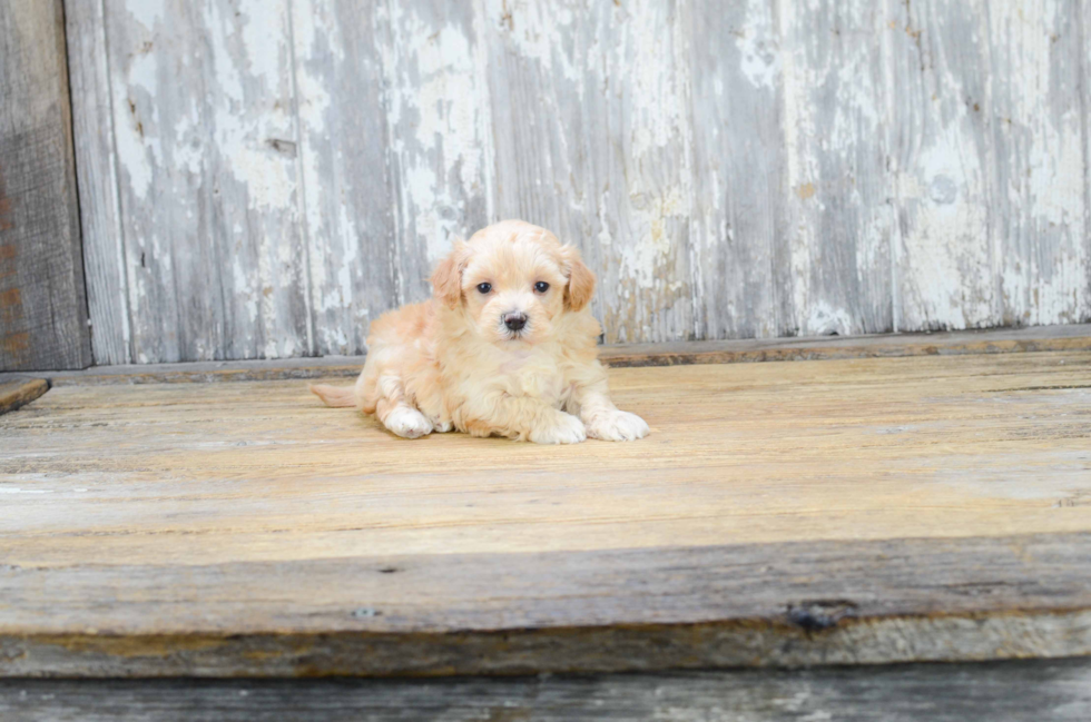 Energetic Maltepoo Poodle Mix Puppy