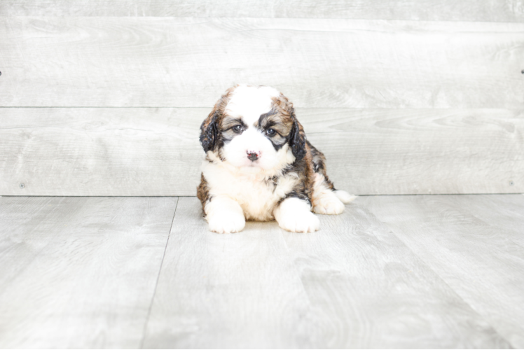 Mini Bernedoodle Puppy for Adoption