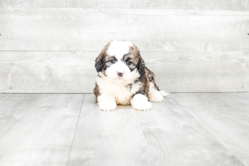 Mini Bernedoodle Puppy for Adoption