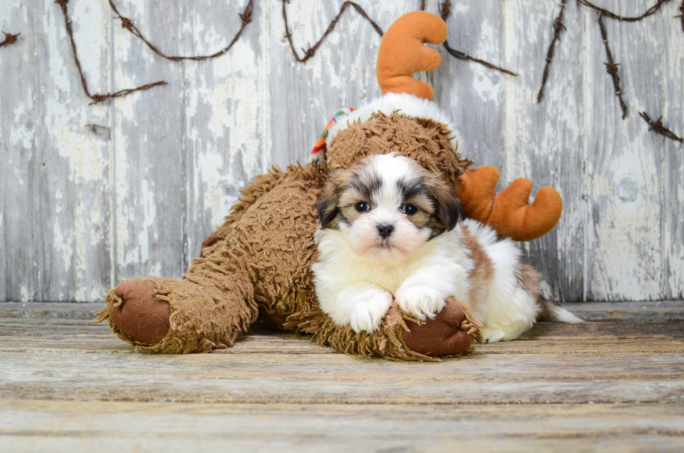 Teddy Bear Pup Being Cute