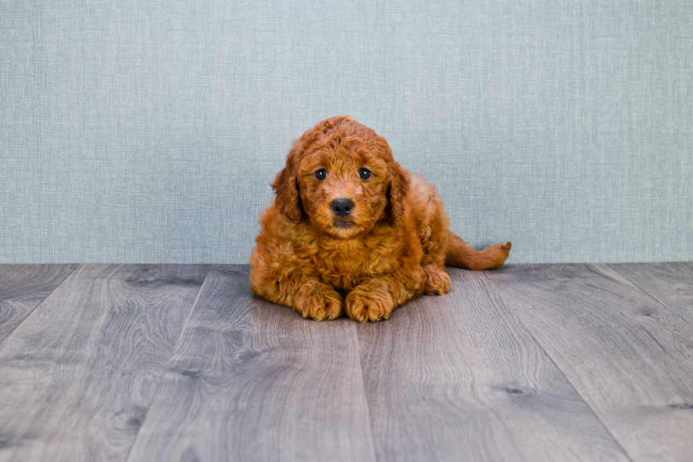 Mini Goldendoodle Pup Being Cute