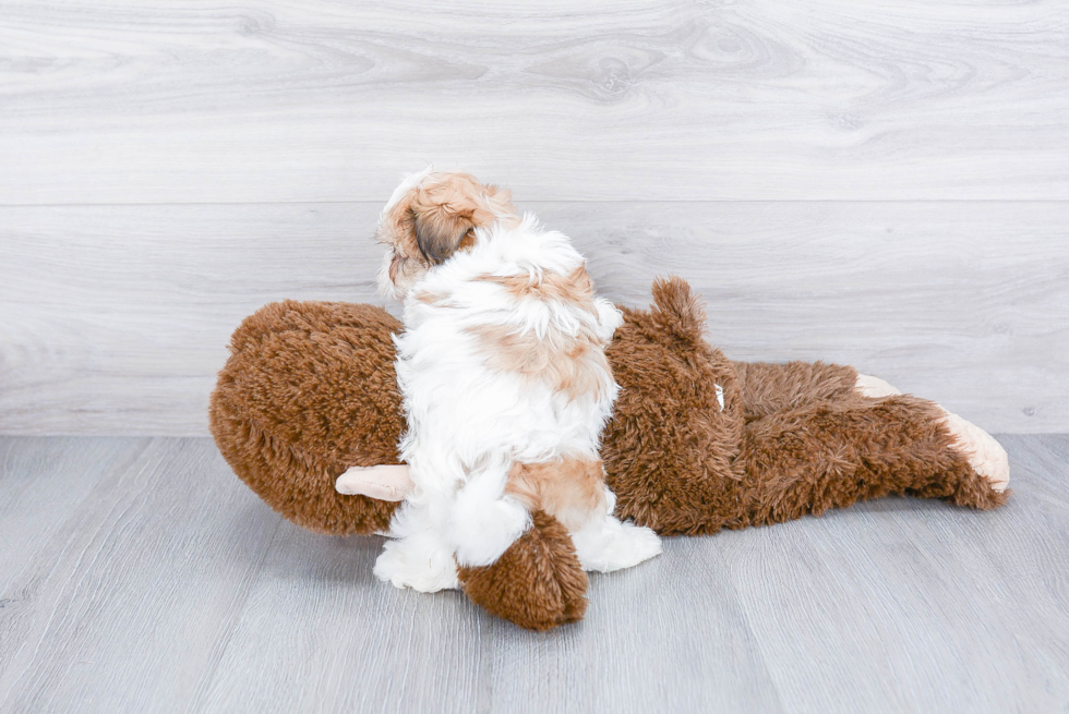 Teddy Bear Pup Being Cute