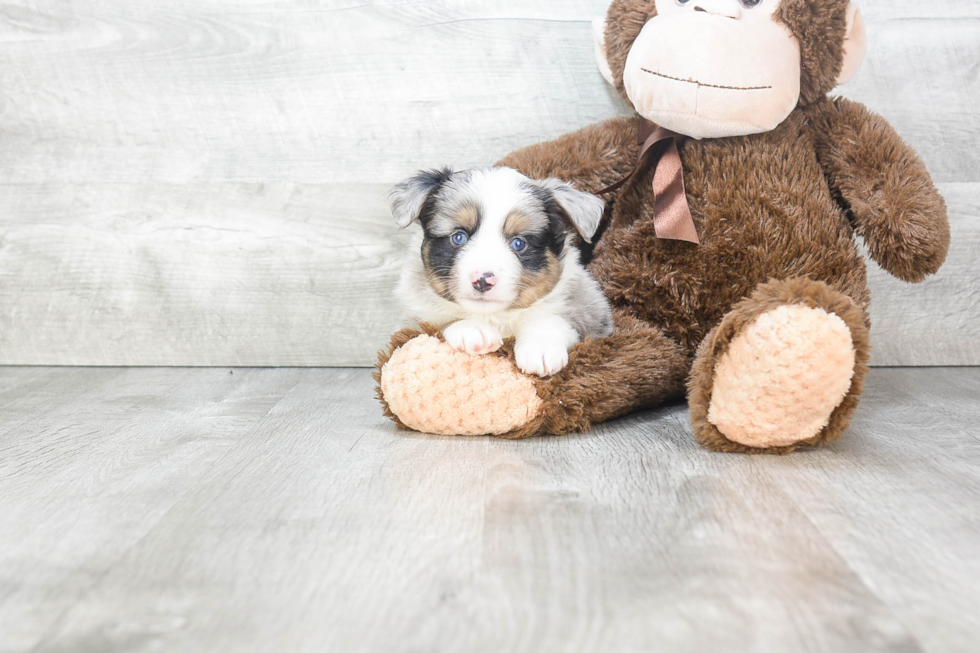 Mini Aussiedoodle Puppy for Adoption