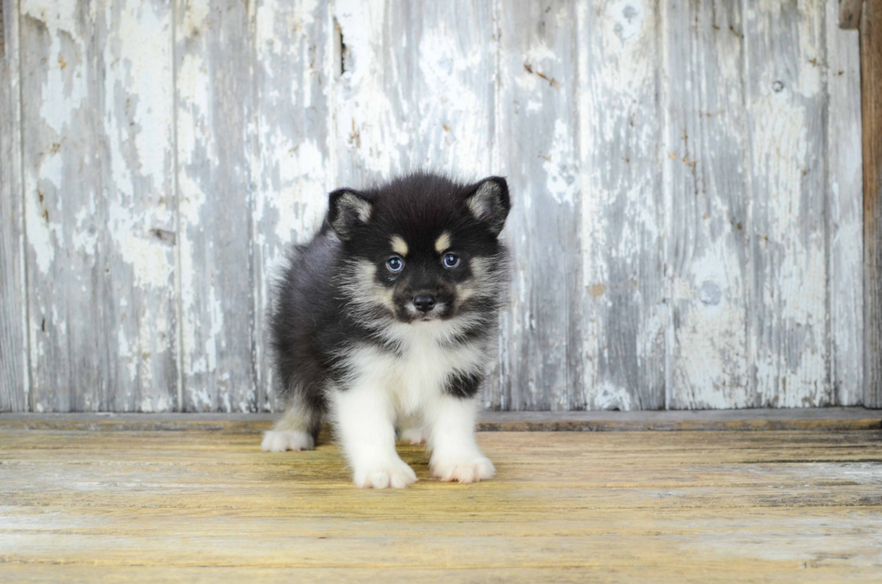 Petite Pomsky Designer Pup