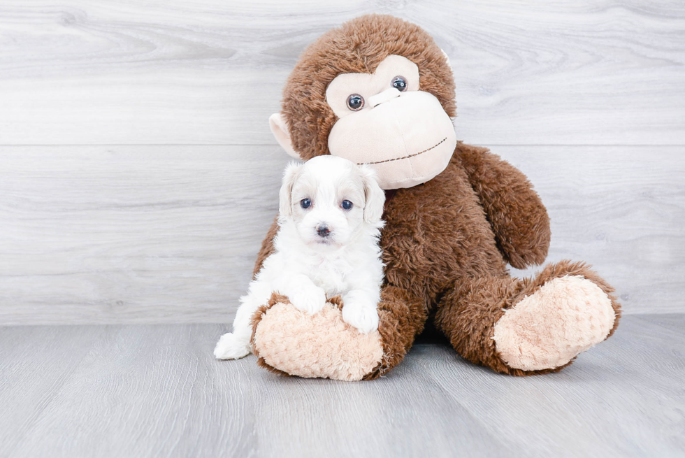 Best Maltipoo Baby