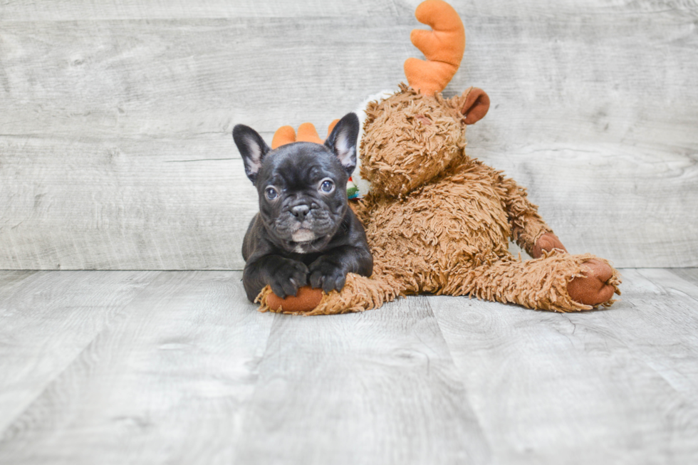 Hypoallergenic French Bulldog Purebred Pup