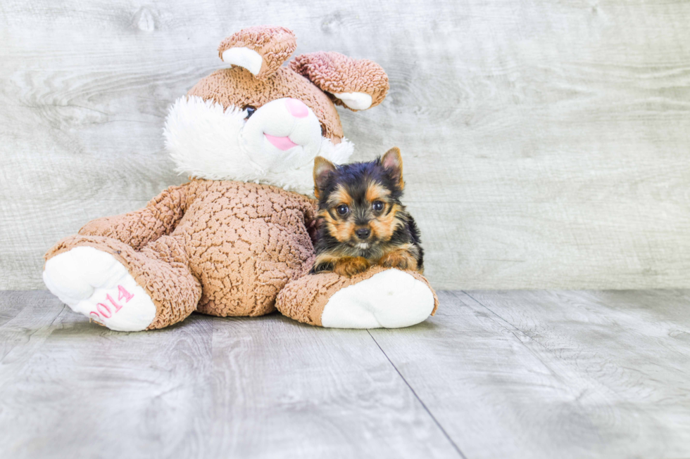 Meet Lisa - our Yorkshire Terrier Puppy Photo 