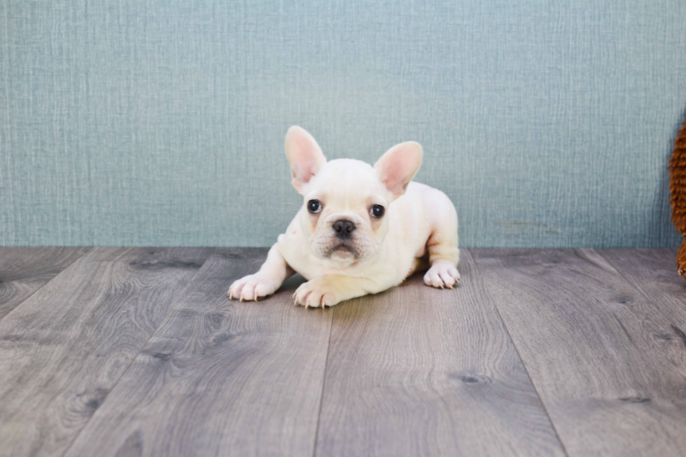 Best French Bulldog Baby