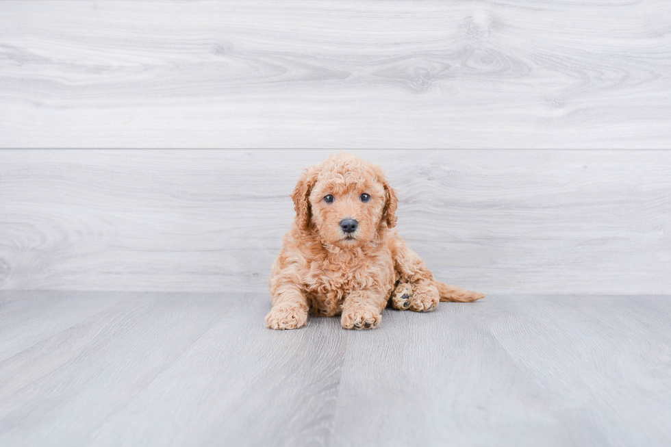 Adorable Golden Retriever Poodle Mix Puppy