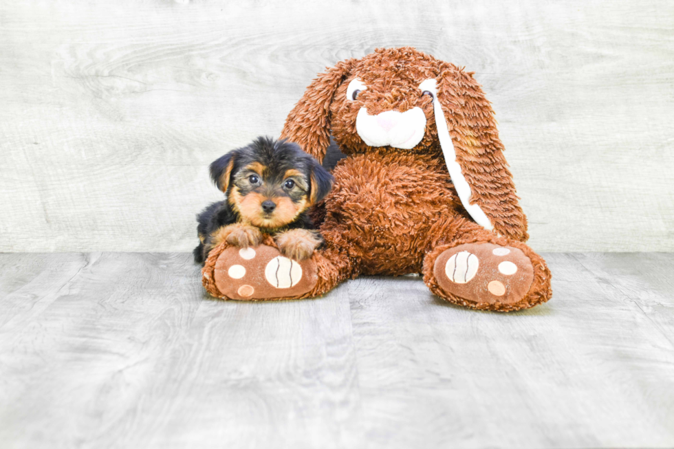 Meet Bella - our Yorkshire Terrier Puppy Photo 