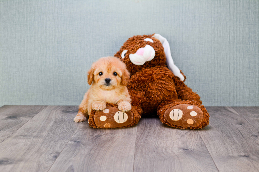 Best Cavapoo Baby