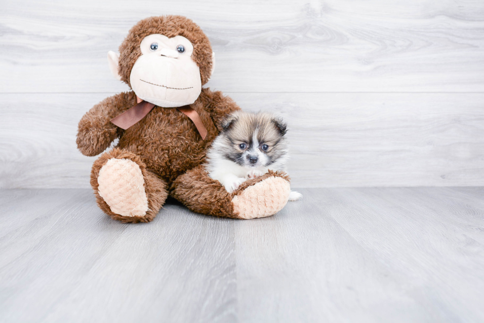 Happy Pomeranian Purebred Puppy