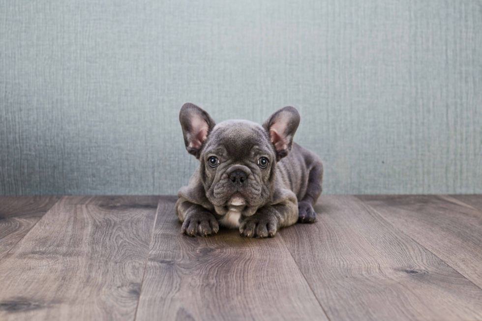 Small French Bulldog Baby