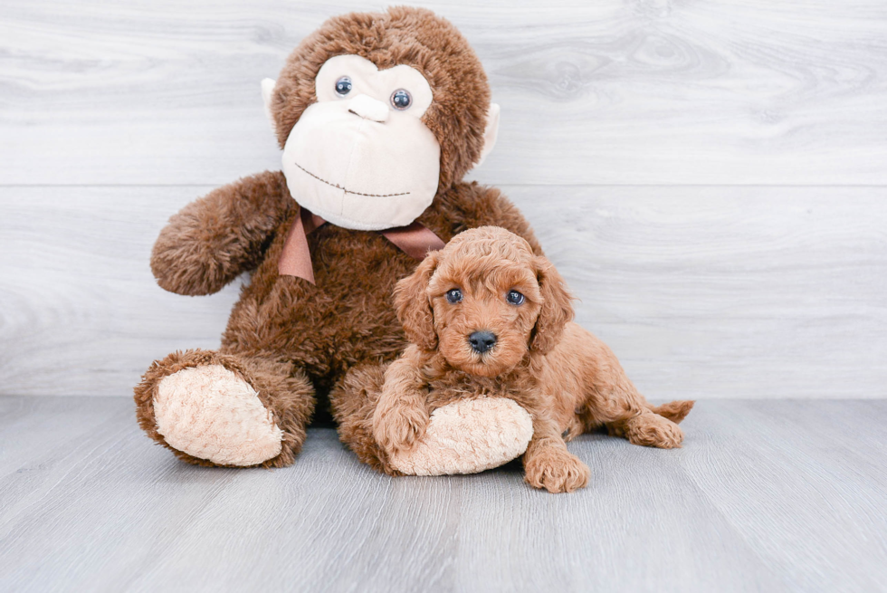 Playful Golden Retriever Poodle Mix Puppy