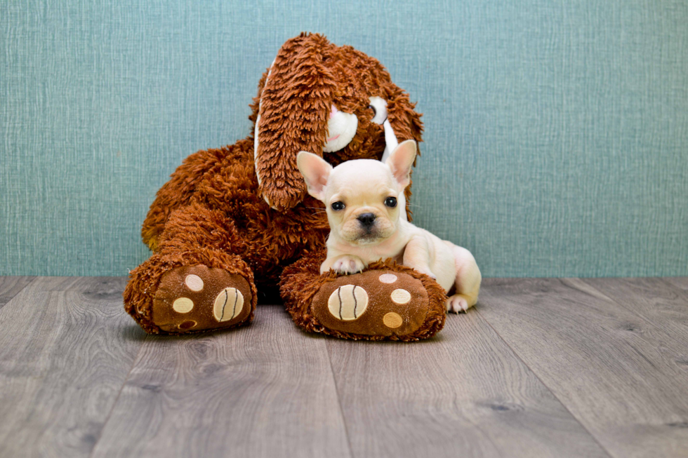 French Bulldog Pup Being Cute