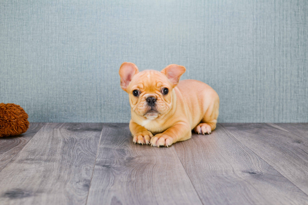 Friendly French Bulldog Baby