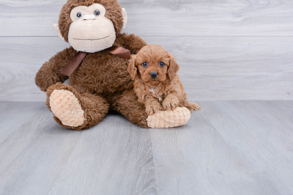 Petite Cavapoo Poodle Mix Pup