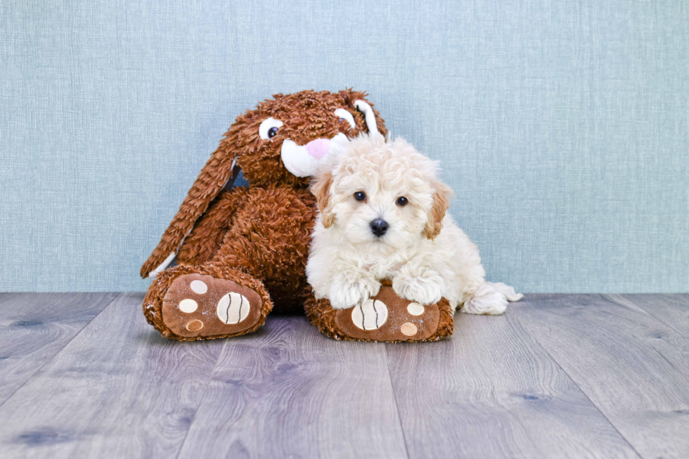 Hypoallergenic Maltese Poodle Poodle Mix Puppy