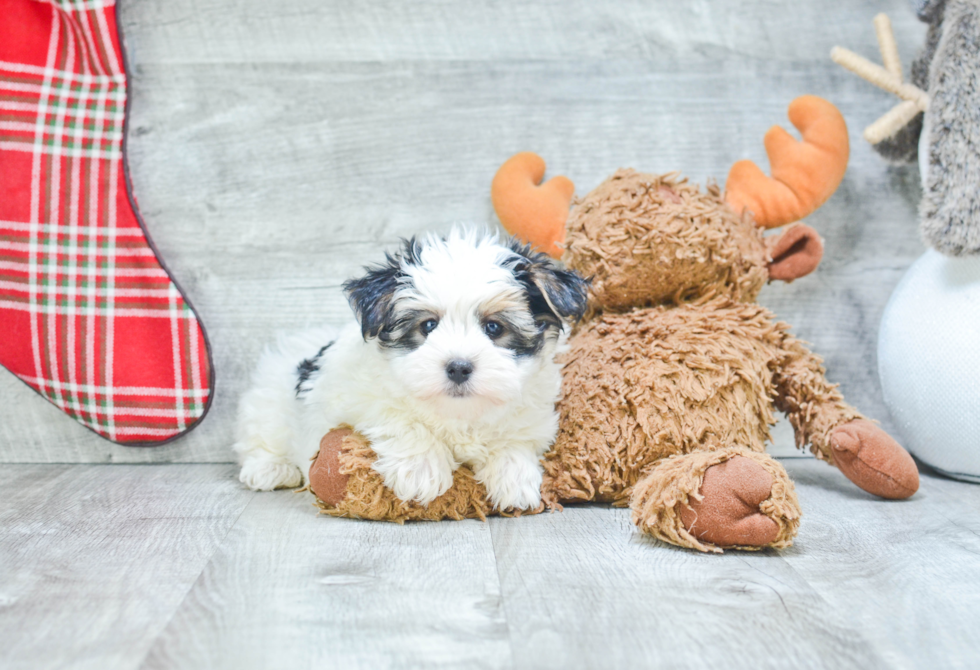 Adorable Yorkie Designer Puppy