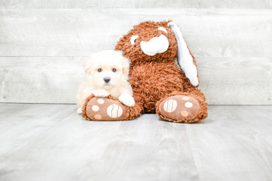 Best Maltipoo Baby