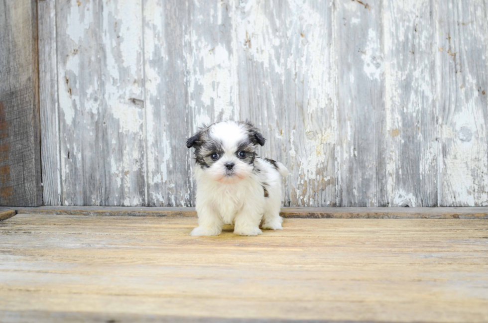 Teddy Bear Pup Being Cute