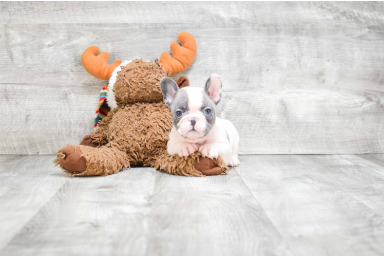 French Bulldog Pup Being Cute